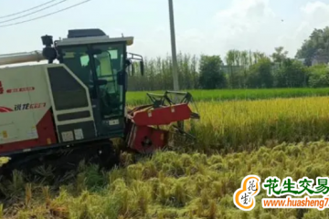 重庆：中稻—再生稻两季亩产1035.9公斤 ()