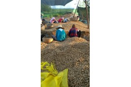 湖北襄阳新鲜花生正上市