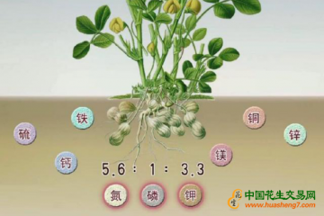 如何花生提高产量？科学施肥是关键 ()