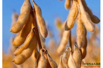 大豆补贴提高，种植惯性难掉头？ ()
