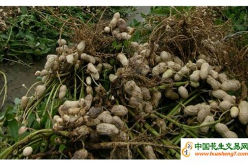 台湾云林县花生受灾减产 ()