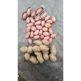 本人供应5吨大果型高油酸花生