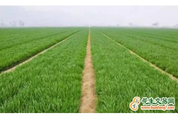 山西：冬小麦播种任务超额完成 ()