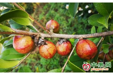 安徽黄山：千亩油茶结“金果” ()