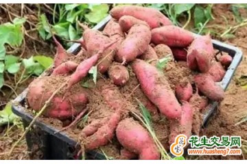 海南陵水：引进地瓜新品种助农增收 ()
