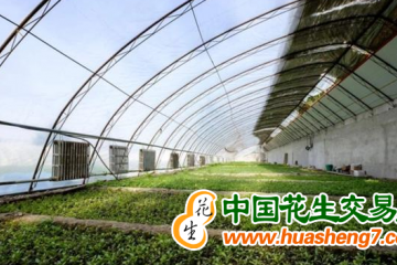 吉林：棚膜经济发展势头强劲 ()