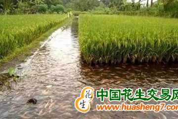 安徽：水产种养 带富一方 ()