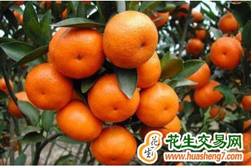 广西环江：脆蜜金桔喜获丰收 ()