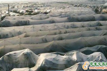 湖南桂阳：7万亩柑橘披“冬衣” 防冻保暖增产量 ()