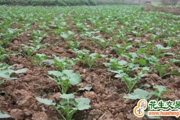 湖南株洲：创建油菜市级示范片  带动秋冬农业增产增效 ()