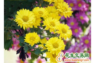 安徽长丰：金黄菊花开满创业路 ()