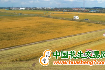 江苏张家港：粮食生产再获新荣誉 ()