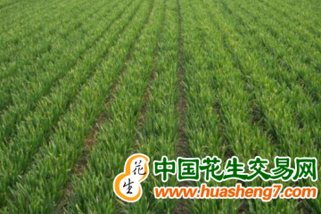 甘肃：护航静宁县20.17万亩冬小麦 ()