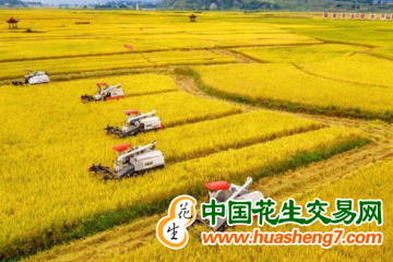 重庆：粮食产量216亿斤以上 农业农村工作聚焦8项重点任务 ()