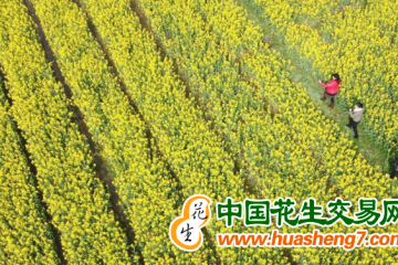 安徽：油菜扩种增效益 ()