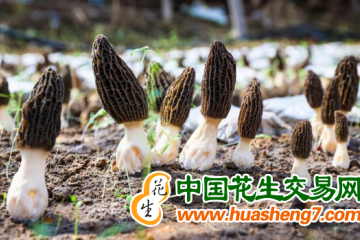 北京：羊肚菌丰收 拓宽农民增收渠道 ()