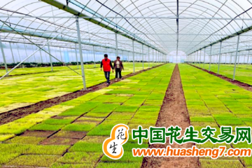 湖南：早稻集中育秧进度超九成 ()