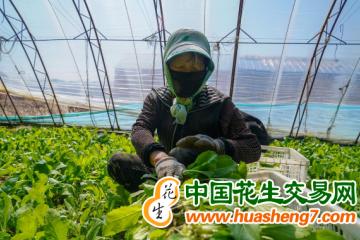 吉林辽源：棚膜经济撑起农民“钱袋子” ()