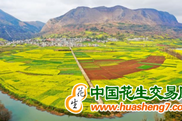 云南曲靖：百万亩油菜开镰收割 ()