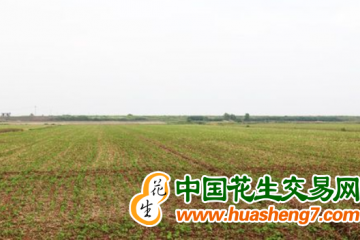 安徽淮南：夏种工作任务已全面完成 ()