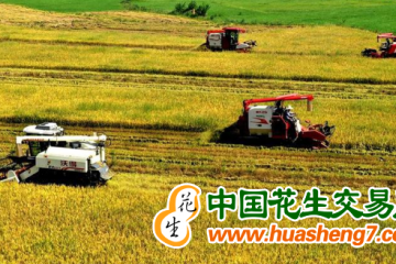 湖北早稻再获丰收 ()