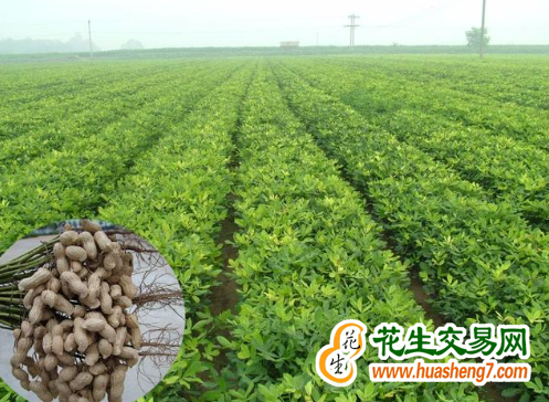 河北：花生新品种推介观摩会举行 ()