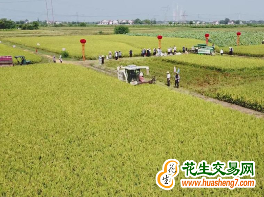 湖南隆回县：再生稻示范高产纪录刷新 ()