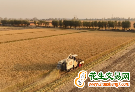 江苏：粮食产量连续十年超700亿斤 ()