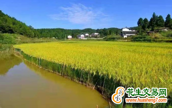重庆：稻渔综合种养将达120万亩 ()