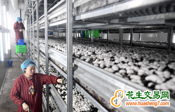 广东珠海——贵州遵义携手打造菌菇产业集群 ()